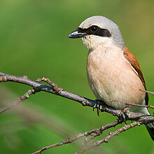 Rotrückenwürger auf einem Zweig.