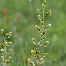 Großes Zweiblatt (Listera ovata)