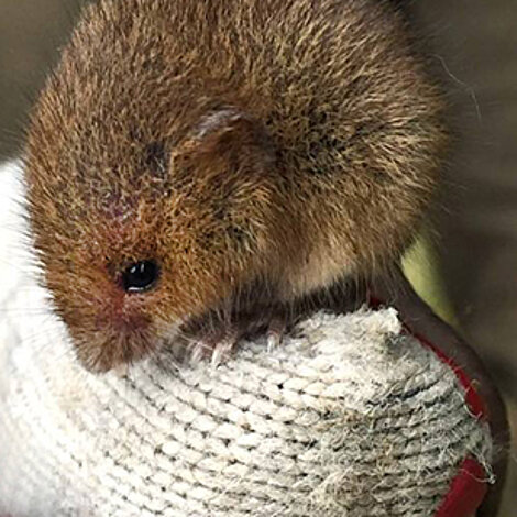 Immer aktuell: Wildtierfunde