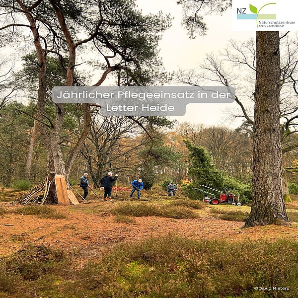 ✨ Pflegeeinsatz in der Letter Wacholderheide ✨Vor kurzem fand wieder unser jährlicher Pflegeeinsatz&hellip;