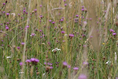 NSG Hirschpark bei Nordkirchen im Hochsommer: Glatthaferwiese mit der Kennart Wiesen-­Flockenblume (Centaurea jacea). Deren Blütezeit beginnt nach der ersten Mahd ab Ende Juni und dauert bis spät in den September hinein. Sie wird mit dem zweiten Wiesenschnitt geerntet.