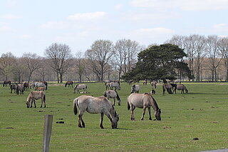 NSG Wildpferdebahn Merfelder Bruch (Dülmen): Mehr als 400 Dülmener Wildpferde weiden ganzjährig in der Heubachniederung. Die golfrasenmäßig abgeweideten Grünlandflächen sind in weniger stark gedüngten Bereichen aber vergleichsweise artenreich ausgebildet. Insbesondere auf nicht gedüngten Böden können sich durch Beweidung mit Pferden wertvolle Magerweiden wie die Geest-Rotschwingelweide entwickeln.
