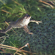 Grasfrosch mit Laich