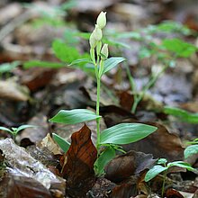 Das Weiße Waldvöglein (Cephalanthera damasonium) ist eine von mehreren Orchideenarten, die im Kalk-Buchenwaldkomplex im NSG Ichterloh vorkommen.