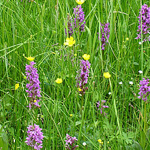 Blühendes Breitblättriges Knabenkraut.