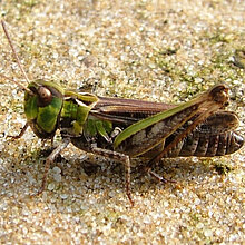 Gefleckte Keulenschrecke