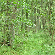 Bruchwald im NSG Am Enteborn.