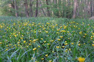 NSG Franzosenbach (Dülmen): Blühende Sumpfdotterblumenwiese im Übergangsbereich zum Erlenbruchwald. Im Spätsommer wird der Bestand von Hand mit dem Freischneider gemäht.