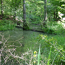 Karthäuser Mühlenbach