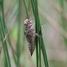 Großer Blaupfeil - Abgestoßene Hülle nach der Häutung.