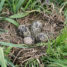 Nest mit Kiebitz Eiern
