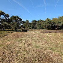 Wiederherstellung des Orchideenstandorts: Entbuschter Bereich im Süskenbrocksmoor.