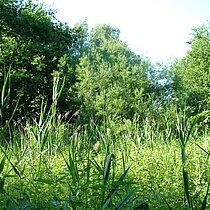 Vogelschutzgehölz Osterwick