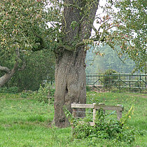 Baum