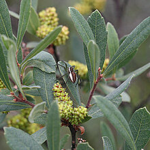 Gerandete Jagdspinne