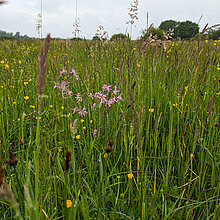 Feuchtgrünland