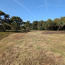 Wiederherstellung des Orchideenstandorts: Entbuschter Bereich im Süskenbrocksmoor.