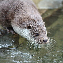Fischotter (Flussbüro Erfurt)
