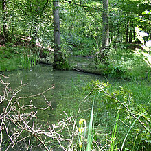 Karthäuser Mühlenbach