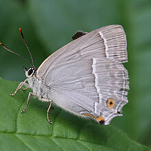 Eichenzipfelfalter - Schmetterling