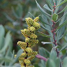 Gagelstrauch weiblich (Myrica gale)