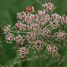 Sumpf-Haarstrang Blüte