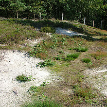 Die offenen, besonnten Sandflächen sind Lebensraum des Sandlaufkäfers.