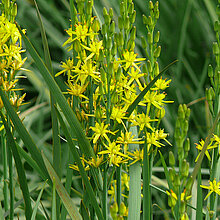 Gelbe Moorlilie