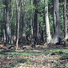 Trauben-Kirschen-Eschenwaldes