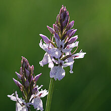 Moor-Knabenkraut Blüten