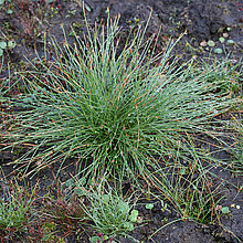 Vielstängelige Sumpfbinse