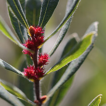 Zweig einer weiblichen Gagelstrauch Pflanze.