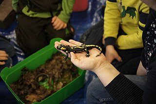BNE-Schulprogramm über die Quellregion der Baumberge, dem Lebensraum des Feuersalamanders.