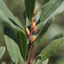 Zweig einer männliche Gagelstrauch Pflanze.