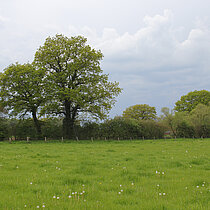 Weidelandschaft