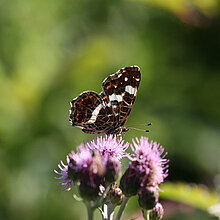 Landkärtchen - Schmetterling