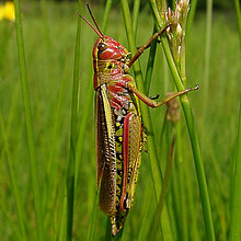 Sumpfschrecke am Grashalm