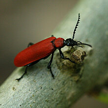Feuerkäfer auf einem Ast.