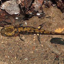 Die Larven der Feuersalamander werden von den Weibchen lebend in kühle Gewässer wie Quellbäche oder Quelltümpel abgesetzt.