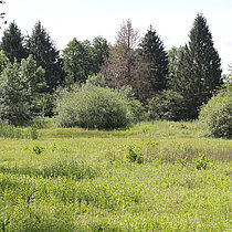 Verlandung von Kleingewässern