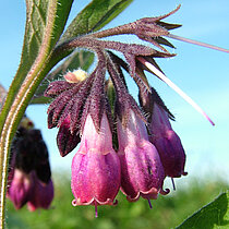 Der Echte Beinwell (Symphytum officinale) mit violetten Blüten.