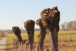 Kopfweide-Rückschnitt.