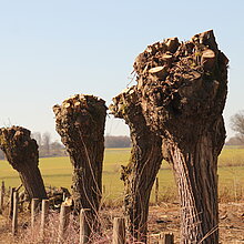 Kopfweide-Rückschnitt.