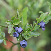 Blaubeere (Vaccinium myrtillus)