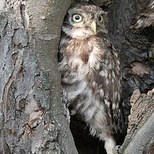 Steinkauz an seiner Nisthöhle.