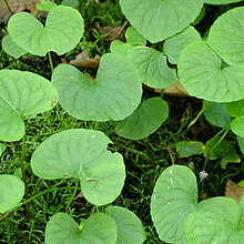 Sumpf-Veilchen (Viola palustris)