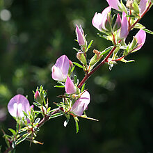 Dornige Hauhechel (Ononis spinosa)