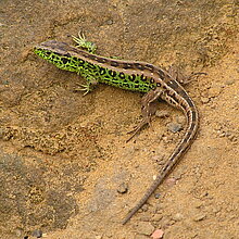 Zauneidechsen-Männchen (Lacerta agilis)