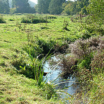 Mäandernder Bach