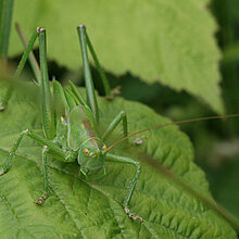Großes Heupferd - Laubheuschrecke
